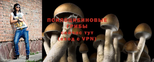 шишки Белокуриха